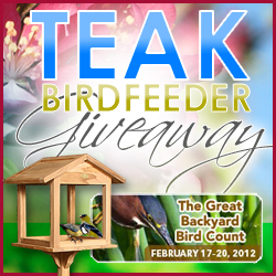 Teak Birdfeeder Giveaway