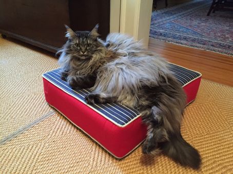 pet beds