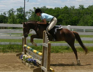 A listing of recognized and schooling horse shows in Alabama. alabama horse shows, horse shows, hunter shows, hunter jumper shows, hunter horse