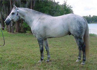 A list of horse shows in the state of Alabama for American Quarter Horses. alabama horse shows, alabama quarter horse shows, horse shows, american quarter horse