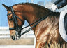 equestrian note cards, horse shows, alabama horse shows, dressage horse shows