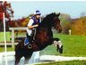 alabama horse shows, horse shows, alabama eventing, combined training, eventing