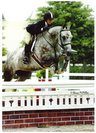alabama horse shows, horse shows, hunter jumper shows, hunter horse, hunter shows, hunter jumping