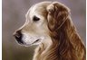 Golden Retriever, dog note cards, Golden Retriever portrait, equestrian note cards, equestrian acces