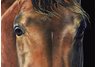 equestrian note cards, equestrian accessories, horse note cards, fine note cards