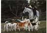 equestrian note cards, equestrian art, equestrian accessories, equestrian stationary